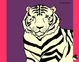 Desenho Tigre pintado por pamerarodr