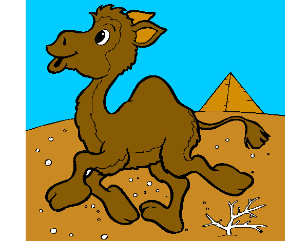 Desenho Camelo pintado por matheus150