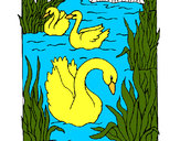 Desenho Cisnes pintado por veronikka