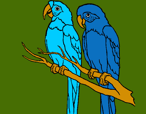 Jade e Blue