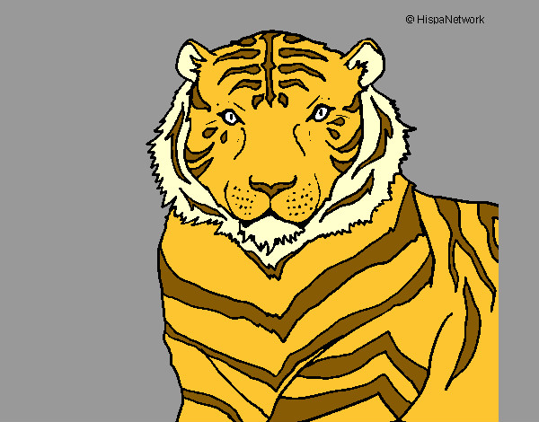 Desenho Tigre pintado por elieuda