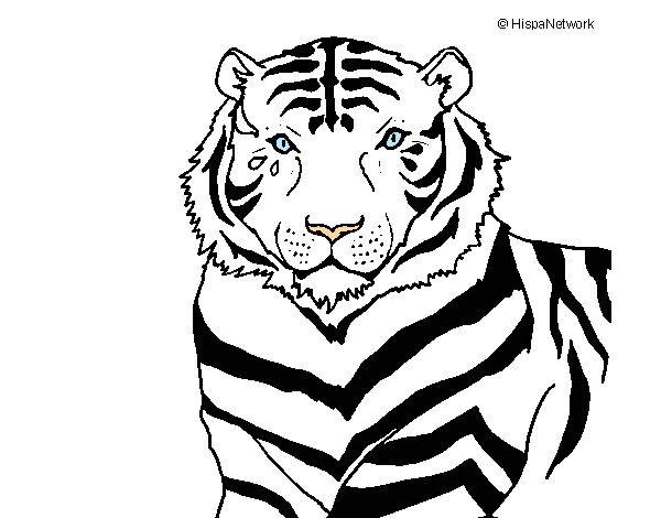Desenho Tigre pintado por Ge_love