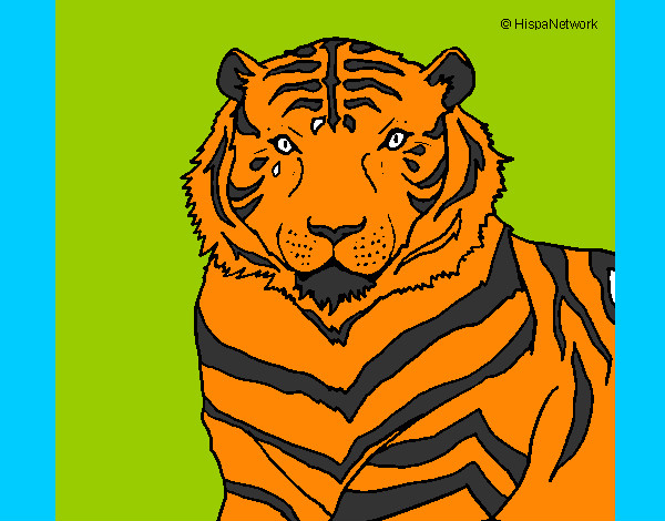Desenho Tigre pintado por caiosz