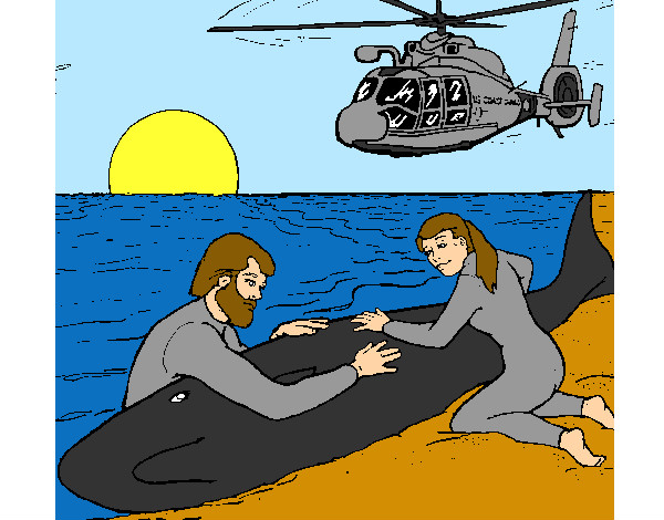 resgate de baleia