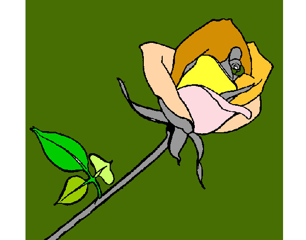 Desenho Rosa pintado por rafaeljosy