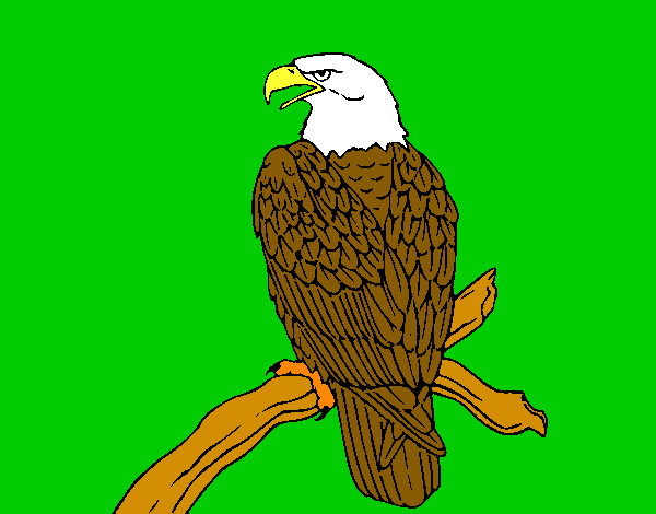 Desenho Águia num ramo pintado por pedrohs