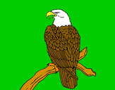 Desenho Águia num ramo pintado por pedrohs