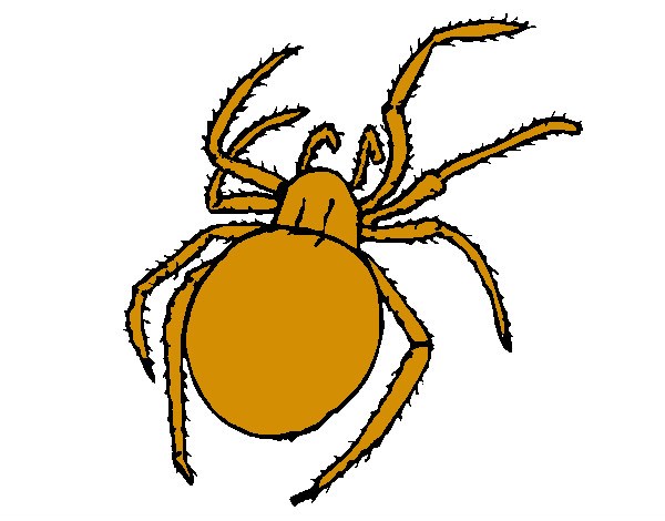 Desenho Aranha venenosa pintado por pedrohs