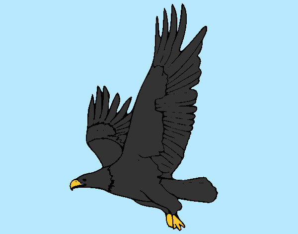 Desenho Águia a voar pintado por Nadim
