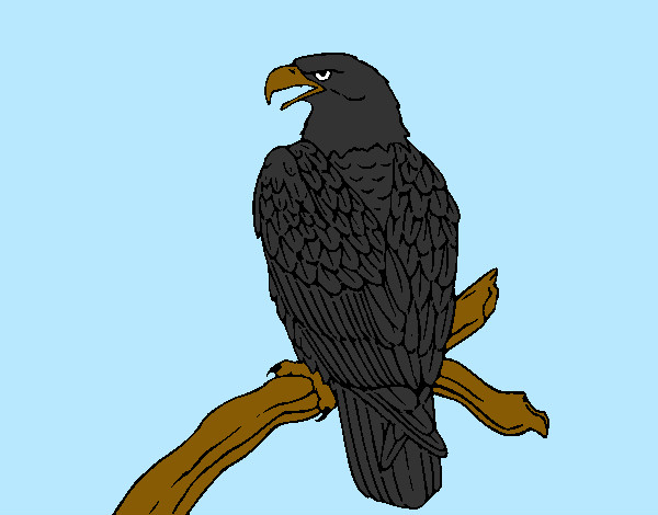 Desenho Águia num ramo pintado por Nadim