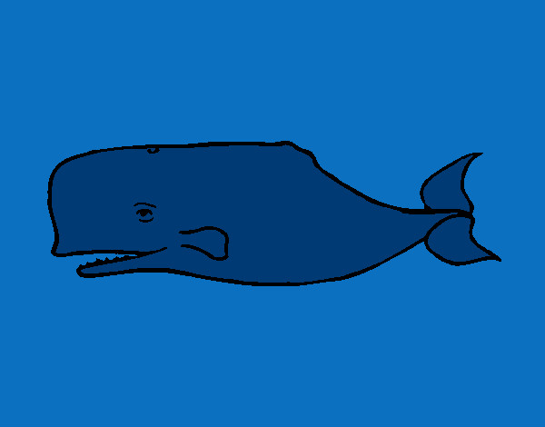 Desenho Baleia azul pintado por Nadim