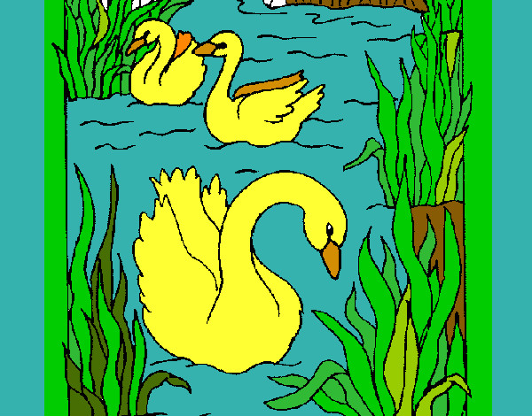 Desenho Cisnes pintado por amandadef