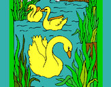 Desenho Cisnes pintado por amandadef