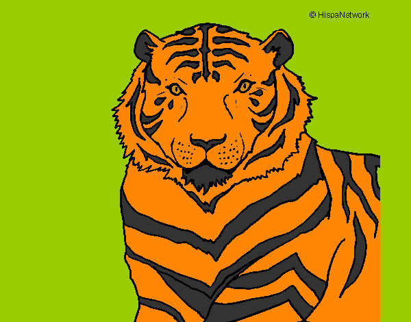 Desenho Tigre pintado por vitao