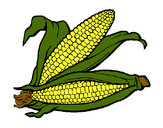 Desenho Espiga de milho  pintado por reandreoli