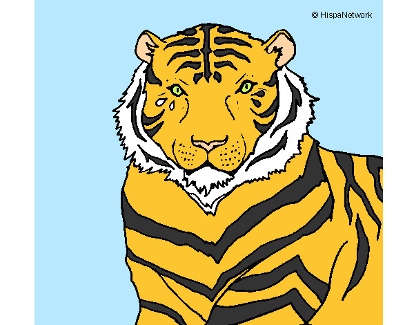 Desenho Tigre pintado por BDALESSIO