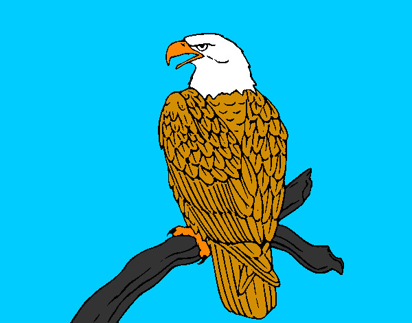 Desenho Águia num ramo pintado por vitao