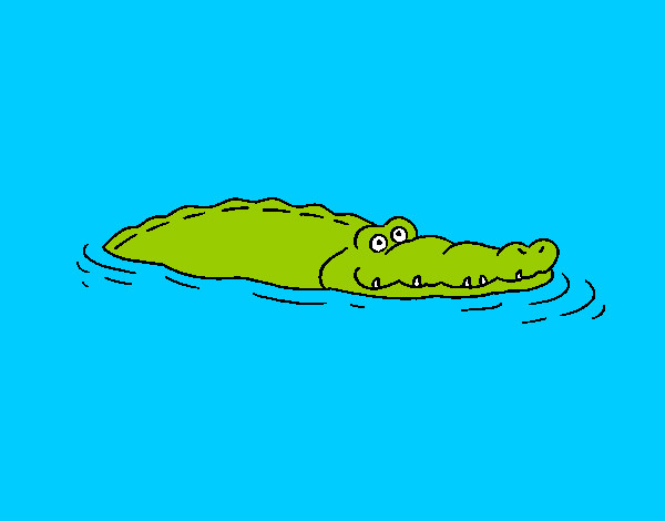 crocodilo na água