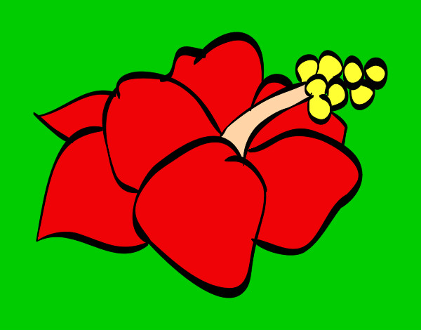 Desenho Lagunaria flor pintado por joaop