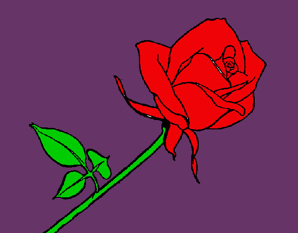 Desenho Rosa pintado por Dududuardo