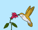 Desenho Colibri e uma flor pintado por Pepsi