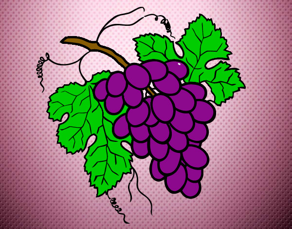 Desenho Cacho de uvas pintado por dudi123