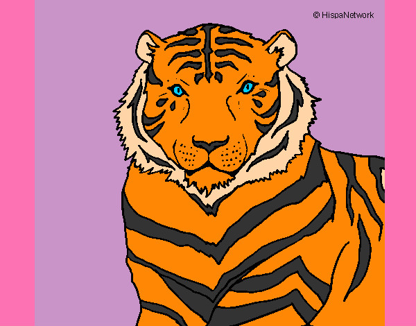 Desenho Tigre pintado por getleman