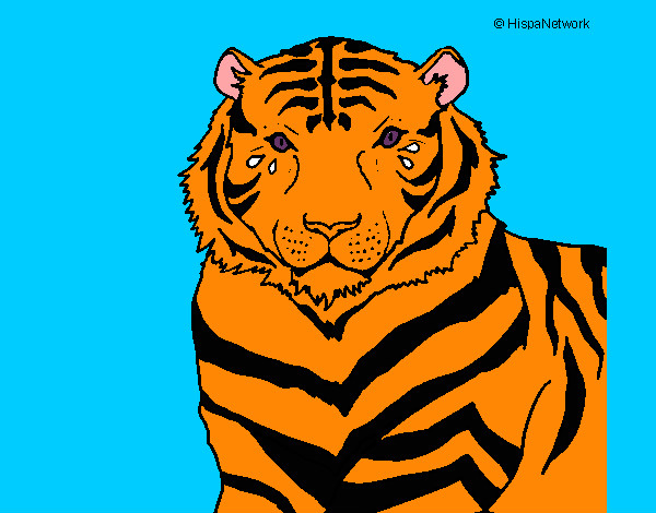 Desenho Tigre pintado por LucaManz