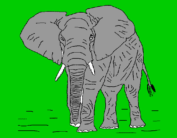 Desenho Elefante 1 pintado por tukuruvi