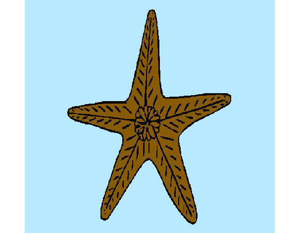 Desenho Estrela do mar pintado por melo