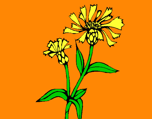 Desenho Flores de campo pintado por julianafe