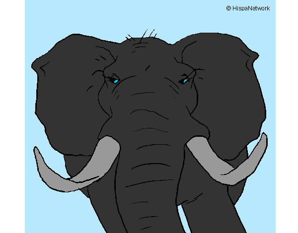 Desenho Elefante africano pintado por MARTINGUET