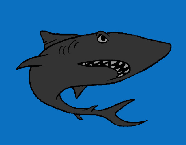 Desenho Tubarão pintado por gloriaa