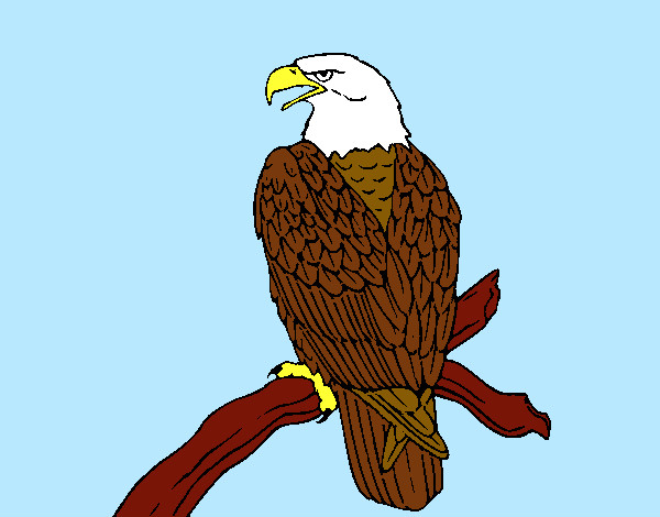 Desenho Águia num ramo pintado por guigu