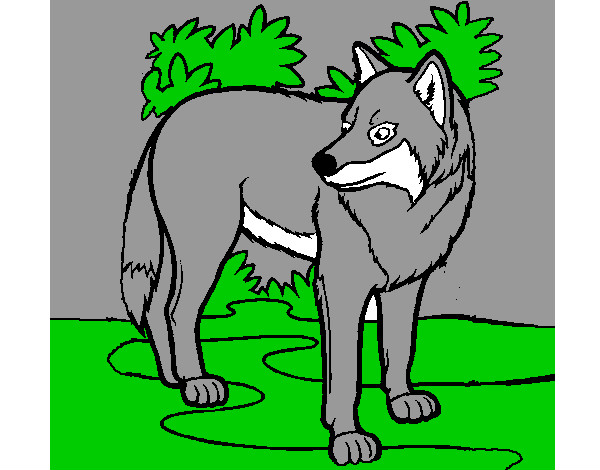 Desenho Lobo pintado por MrFelipe