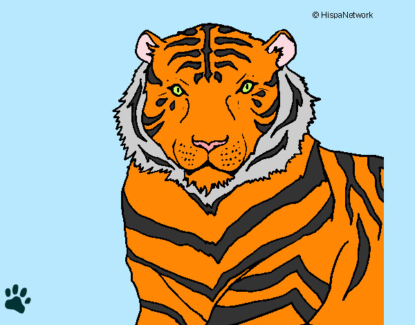 Desenho Tigre pintado por ViD4LoK4