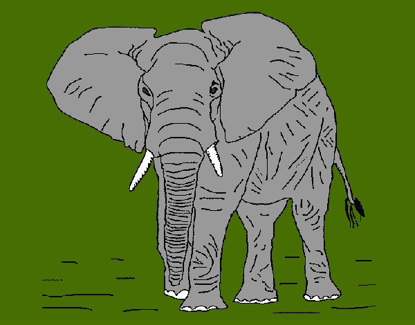 Desenho Elefante 1 pintado por clarab