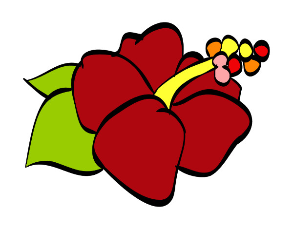 Desenho Lagunaria flor pintado por izidia