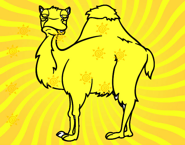 Desenho Camelo chato pintado por ricardoa