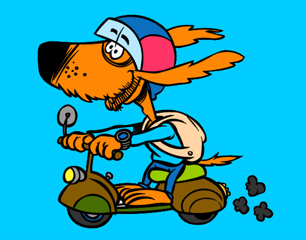Cão motociclista
