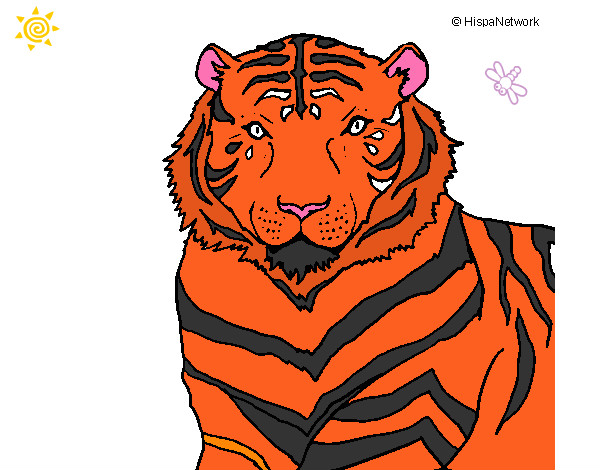 Desenho Tigre pintado por Bruno12