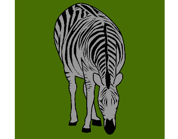 Desenho Zebra pintado por CarrieWhit