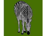 Desenho Zebra pintado por CarrieWhit