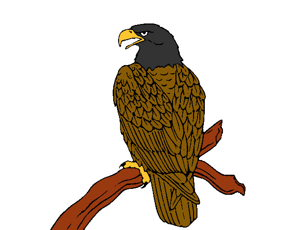 Desenho Águia num ramo pintado por ana23