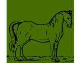 Desenho Cavalo andaluz pintado por Elenryrr