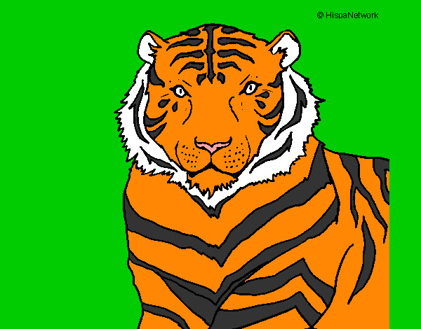 Desenho Tigre pintado por Dado