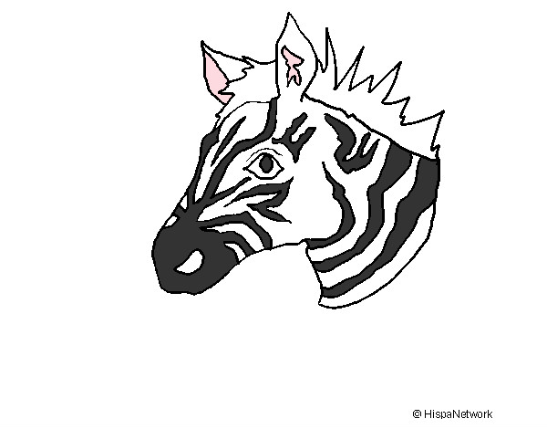 Desenho Zebra II pintado por Jardel508