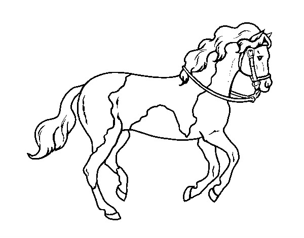 Desenho Cavalo 5 pintado por luisatrigo
