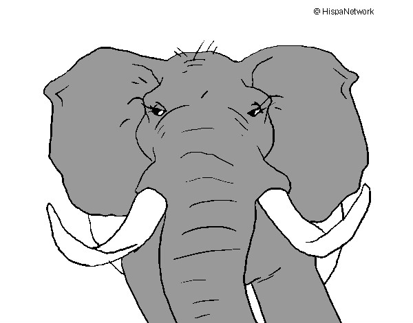 Desenho Elefante africano pintado por GIAN