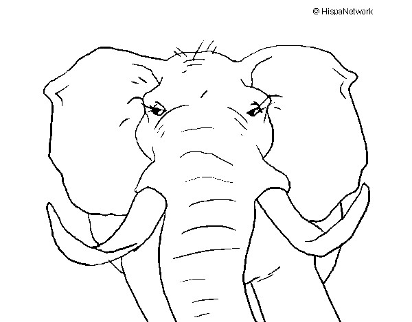 Desenho Elefante africano pintado por luisatrigo